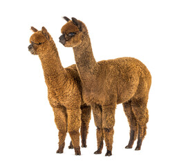 Two alpacas Light and dark brown together - Lama pacos, together