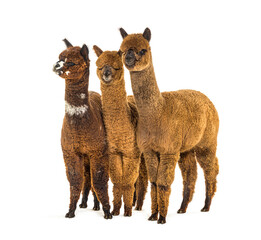 Group of many different colors alpaca in a row - Lama pacos
