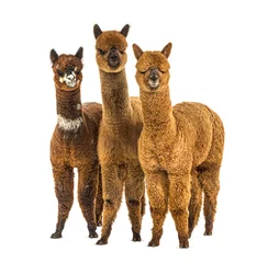 Foto auf Alu-Dibond Group of many different colors alpaca in a row - Lama pacos © Eric Isselée