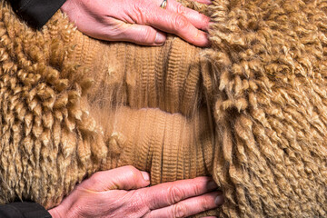 Hand spreading Dark fawn alpaca wool or fiber - Lama pacos