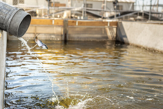 Fish moving into pond through sorting pipe at hatchery