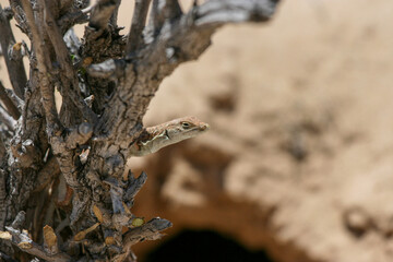 Lizard peeping from behind a tree in the Kgalagadi