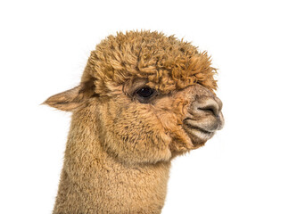 Profile head shot of a Medium fawn alpaca - Lama pacos, isoltaed