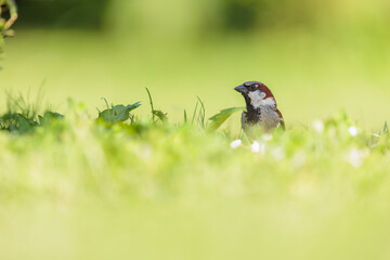 2022-06-08, AUT, Feldkirchen an der Donau: Haussperling Männchen sitzt im Rasen.