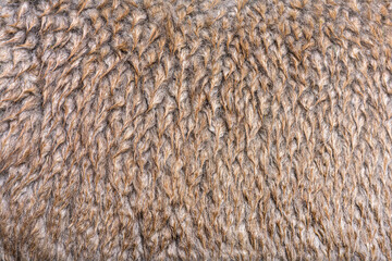 macro of Medium silver grey alpaca wool or fiber - Lama pacos