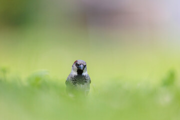 2022-06-08, AUT, Feldkirchen an der Donau: Haussperling Männchen sitzt im Rasen.
