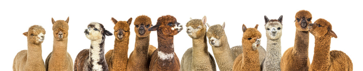 Head shot of Many colored alpaca together in a row - Lama pacos