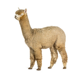 Side view of a White alpaca - Lama pacos, isolated on white