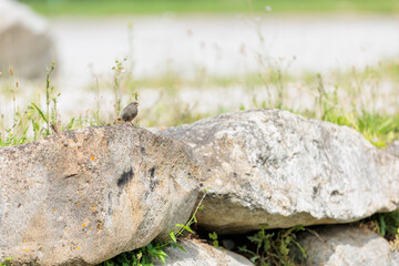 2022-06-08, AUT, Feldkirchen an der Donau: Hausrotschwanz, Jungtier / Ästling wartet auf Fütterung durch Elterntiere.