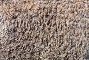 Close-up on Medium silver grey alpaca wool or fiber - Lama pacos