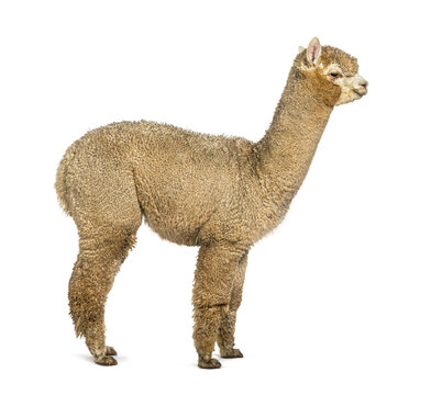 Side view of a White alpaca - Lama pacos, isolated on white © Eric Isselée