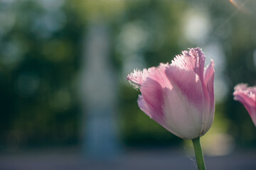 Close-up of pink tulips in a field of pink tulips 