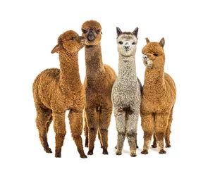 Foto auf Alu-Dibond Many colored alpaca together in a row standing together - Lama p © Eric Isselée