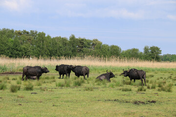 eine Herde Wasserbüffel auf einer Weide