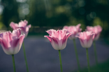 Obraz premium Close-up of pink tulips in a field of pink tulips 
