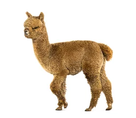 Foto auf Alu-Dibond Side view of a Light fawn young alpaca walking , six months opld © Eric Isselée