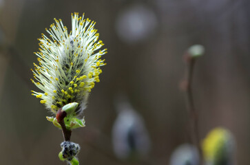 Easter or spring background with blossoming willow branches on a forest background. Willow branches