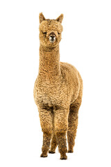 Light fawn young alpaca, six months opld - Lama pacos, isolated