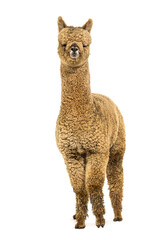 Light fawn young alpaca, six months opld - Lama pacos, isolated