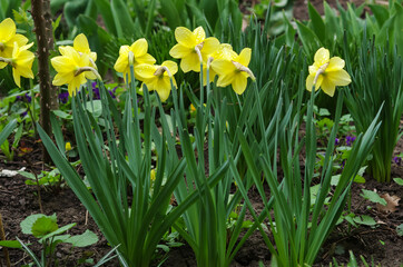 Fototapeta premium Close-up of yellow blooming flowers in spring (daffodil) on a grass meadow. Blooming spring flowers of daffodil. Selective focus.