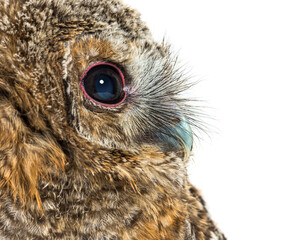 One month old Tawny Owl, Strix aluco, isolated