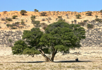 Gemsbok or South African Oryx in the Kgalagadi