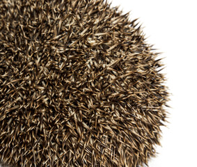 close-up on the needles of a Common European hedgehog
