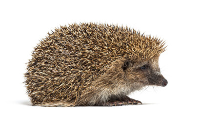 Common European hedgehog, Erinaceus europaeus, Isolated on white © Eric Isselée