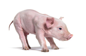 Pink Young piglet (mixedbreed), isolated