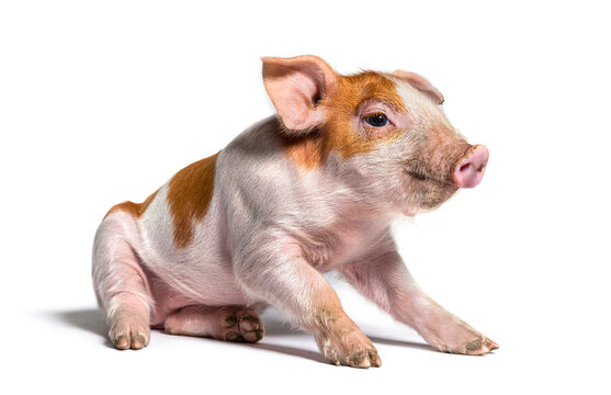Sitting Young pig (mixedbreed), isolated