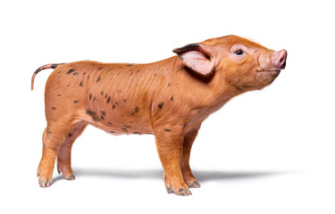 Side view of a young spotted pig (mixedbreed), isolated © Eric Isselée