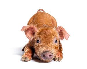 Young pig kneeling in front (mixedbreed), isolated