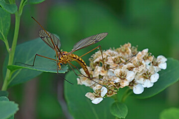 Crane Fly (Tipulidae) resting on a Spirea bush in an early spring morning in Michigan 