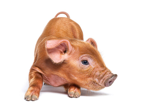 Young pig kneeling (mixedbreed), isolated