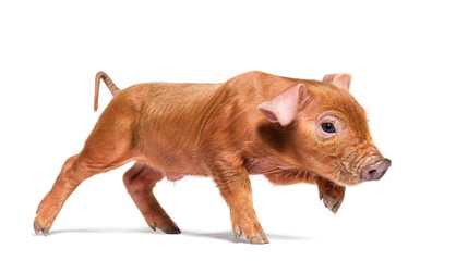 side view of a young pig walking (mixedbreed), isolated