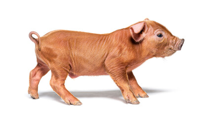 profile of a young pig (mixedbreed), isolated