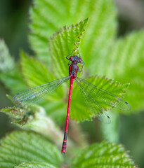 Large red damselfly Pyrrhosoma nymphula on blackberry bush leaf.