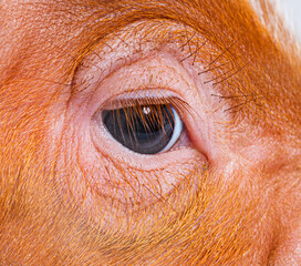 Close-up on a young pig eye and eyelashes (mixedbreed), isolated