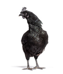 Ayam Cemani hen standing in front, isolated on white