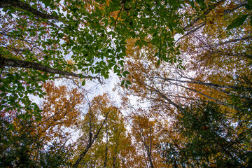 Obraz premium Look Up to the Trees towards the sky