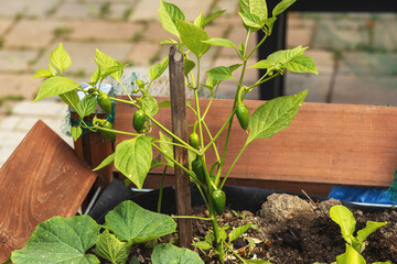 Chilli plants growing in the raised bed garden.High quality photo.