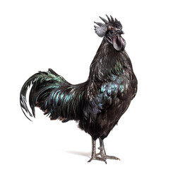 Profile view of a Ayam Cemani rooster, chicken, isolated on whit
