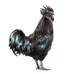 Profile view of a Ayam Cemani rooster, chicken, isolated on whit