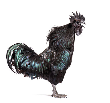 Side view of a Cemani rooster singing, isolated on white