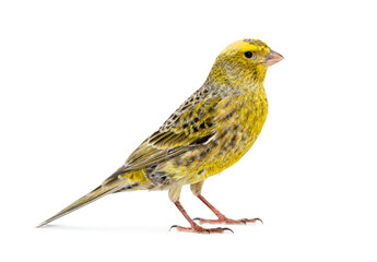 side view of a Canary - Colored LIZZARD -  standing, isolated on white