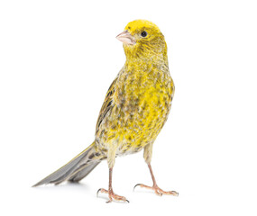 Canary standing - Lizzard mutation - isolated on white