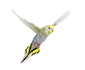 grey rainbow Budgeriar bird flying wings spread, isolated on white