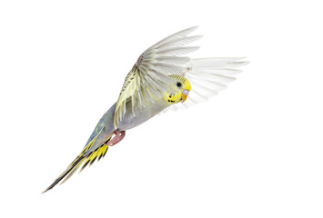 grey rainbow Budgeriar bird flying wings spread, isolated on white