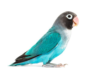Side view of a Black Cheecked Lovebird – Agapornis Nigrigenis – Blue mutation