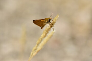 Pequeña y hermosa mariposa dorada (thymelicus) sobre espiga con fondo difuminado (macro)
